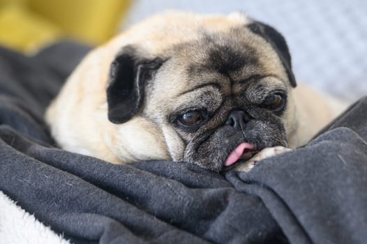 an old pug with his tongue stuck out lies on the sofa 2