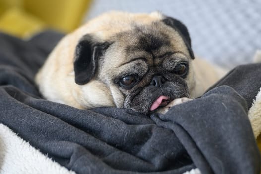 an old pug with his tongue stuck out lies on the sofa 3