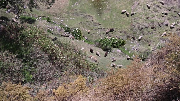 Herd of sheep grazing in the field. Aerial shot with drone