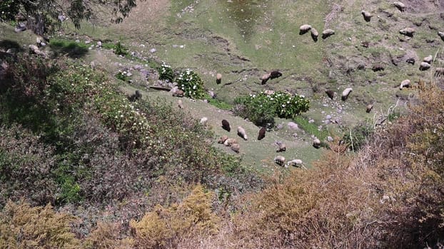 Herd of sheep grazing in the field. Aerial shot with drone
