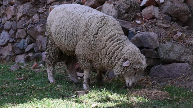 Sheep grazing in the field, animal life in nature