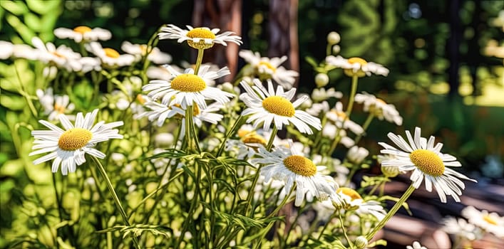 Close up soft focus nature background featuring wild camomile flowers. Capturing the delicate beauty of nature up close.