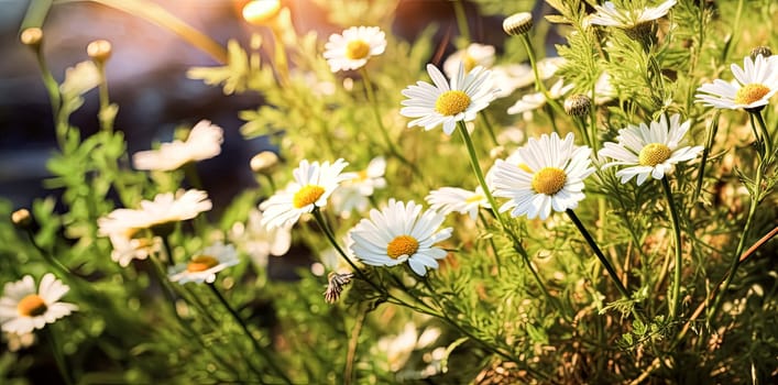 Close up soft focus nature background featuring wild camomile flowers. Capturing the delicate beauty of nature up close.