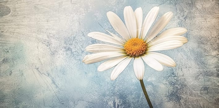 Close up soft focus nature background featuring wild camomile flowers. Capturing the delicate beauty of nature up close.