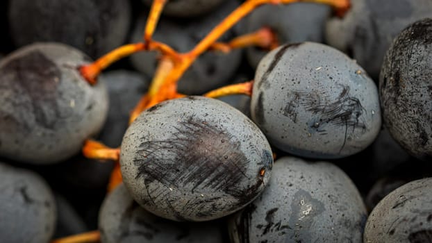 Close up of ripe grapes, background of grapes.