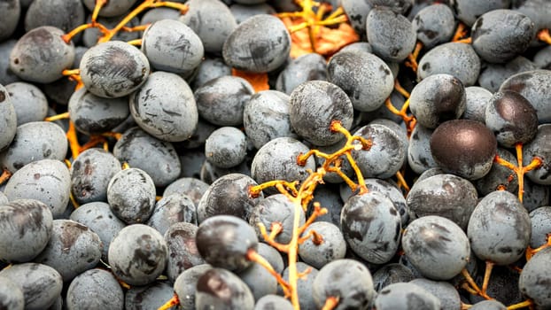 Close up of ripe grapes, background of grapes.