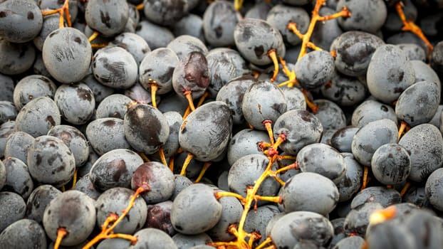 Close up of ripe grapes, background of grapes.