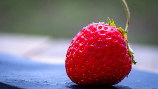 Close up of fresh strawberry showing seeds achenes. Details of a fresh ripe red strawberry.