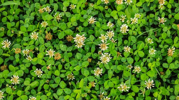 White flower clover. Background of blooming clover flowers on a green field. Wild flowering clover grows in the ground.