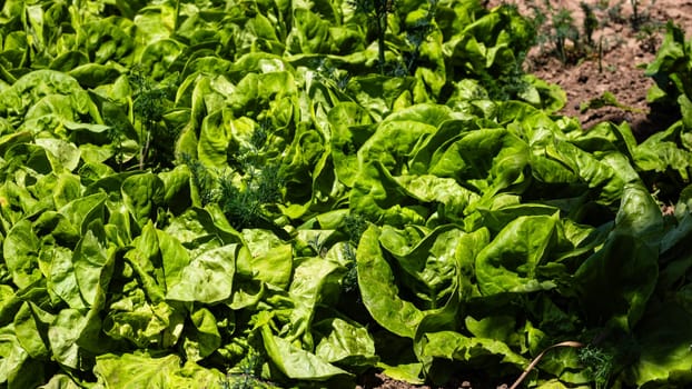 Gardening composition with fresh green lettuce in a garden.