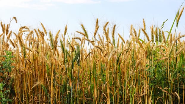 Part of golden wheat field on a sunny day.