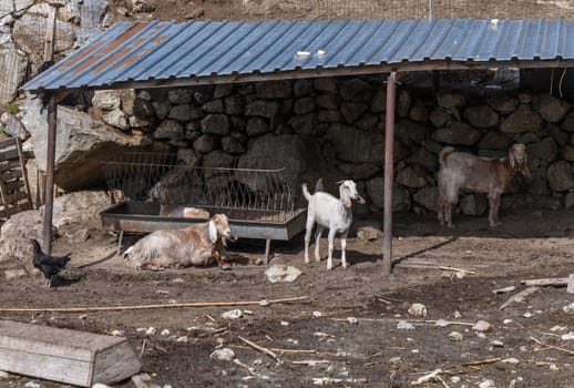 domestic goats in a North Cyprus village in winter