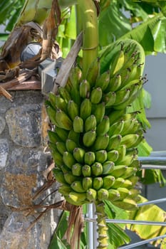 green bananas on a tree in Northern Cyprus in winter 1