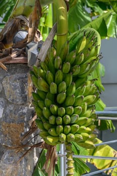 green bananas on a tree in Northern Cyprus in winter