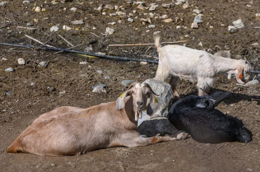 domestic goats in a North Cyprus village in winter 5