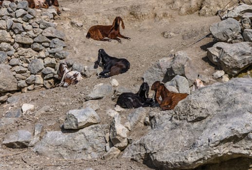 domestic goats in a North Cyprus village in winter 4