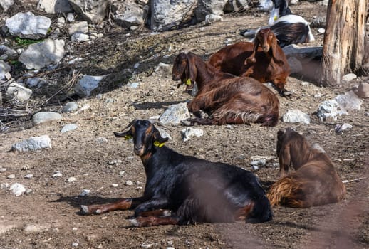 domestic goats in a North Cyprus village in winter 3