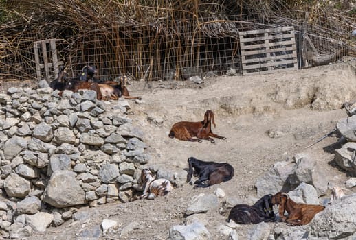 domestic goats in a North Cyprus village in winter 1
