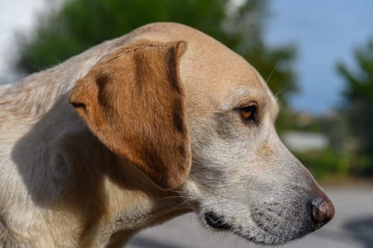 dog in a Northern Cyprus village in winter 1