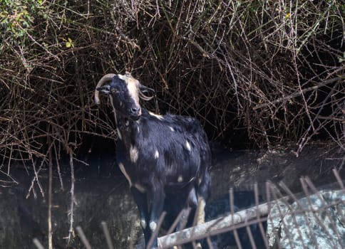 domestic goats in a North Cyprus village in winter 7