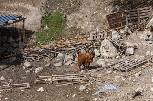 domestic goats in a North Cyprus village in winter 6