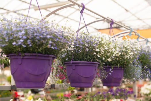 The plants hanging in the pots at a flower shop