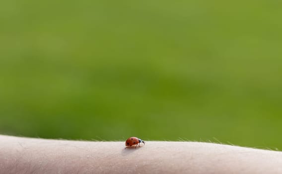 One beautiful little ladybug crawls along the hairy arm of a Caucasian unrecognizable man on a blurred green background on a summer day, side view close-up.