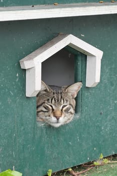 a cat resting on the cat house at street .
