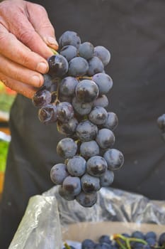 farmer holding fresh grape fruit.