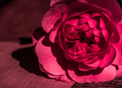 Red rose flower petals. Soft focus, abstract floral background. Macro flowers backdrop for holiday design