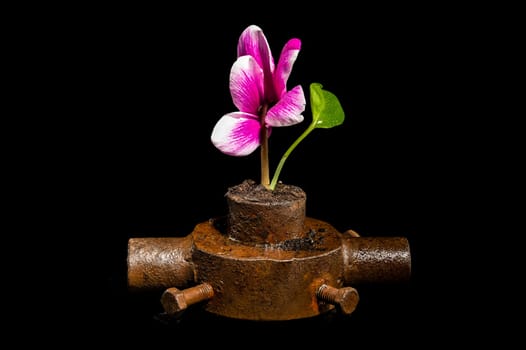 Creative still life with old rusty iron bushing and pink flower on a black background