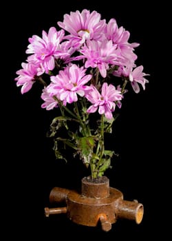 Creative still life with old rusty iron bushing and pink chrysanthemum flowers on a black background