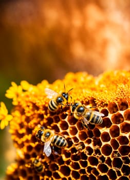 bees collect honey in a flower meadow honeycomb. Selective focus. nature.