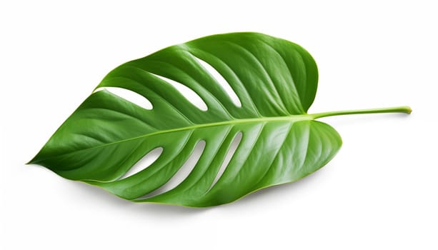 Tropical green leaf isolated on white with clipping. High quality photo