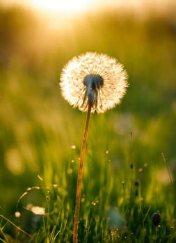 dandelions in the field. Selective focus. nature.