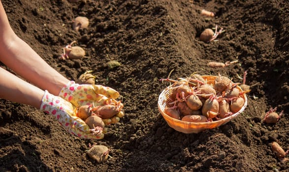 planting potatoes in spring, farm potatoes in hands. Selective focus. Nature