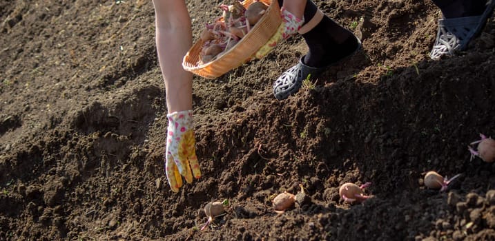 planting potatoes in spring, farm potatoes in hands. Selective focus. Nature