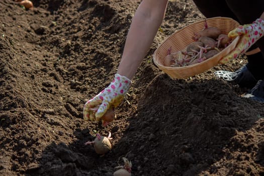 planting potatoes in spring, farm potatoes in hands. Selective focus. Nature