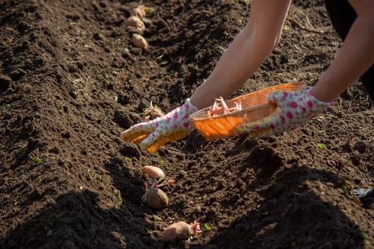 planting potatoes in spring, farm potatoes in hands. Selective focus. Nature