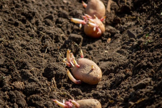 planting potatoes in spring, farm potatoes in hands. Selective focus. Nature