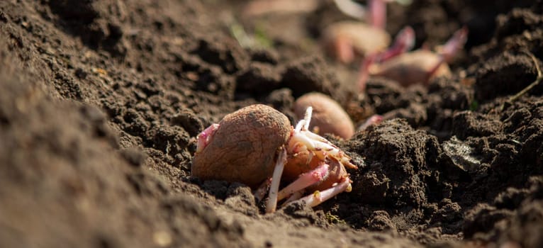 planting potatoes in spring, farm potatoes in hands. Selective focus. Nature