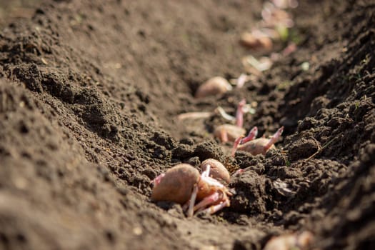 planting potatoes in spring, farm potatoes in hands. Selective focus. Nature