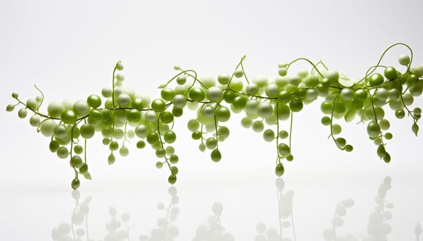 String of Pearls, isolated, white background. High quality photo