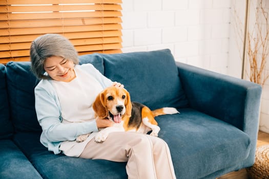 Warmth and togetherness, An old lady holds her Beagle puppy on the sofa in their living room. Their friendship and happiness turn this house into a haven of pet love.