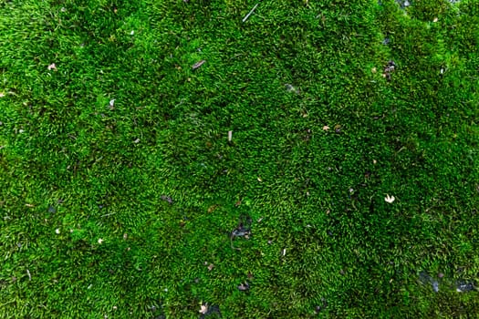 Natural green background from natural moss.