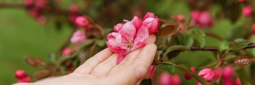 Pink flowers of a blossoming apple tree in a woman's hand
