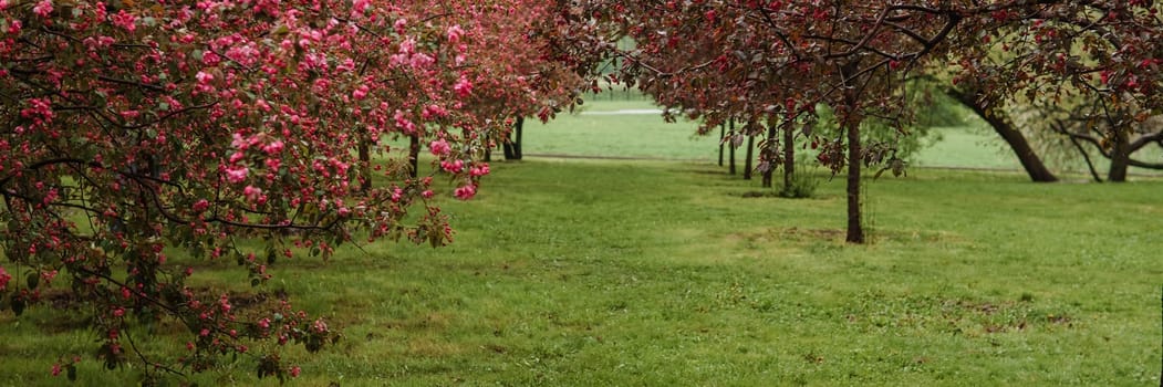 Alley of pink apple trees in the park
