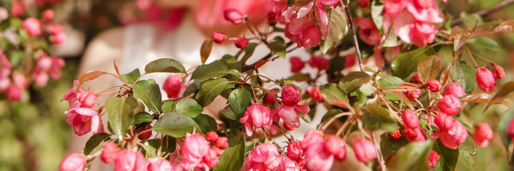 Pink flowers of blooming Apple trees close-up. Flowering Apple trees after the rain. Raindrops on the leaves