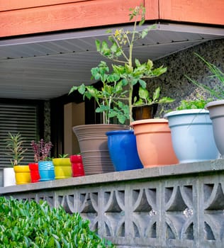 Young plant in colorful ceramic pots on concrete fence of residential patio