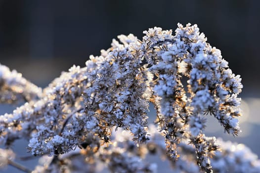 Frost and snow on branches. Beautiful winter seasonal  background. Photo of frozen nature.